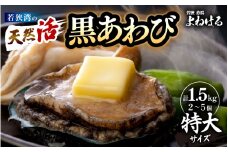 日本海若狭湾の 天然 活黒アワビ 計1.5kg (2～5個) 特大サイズ  鮮度抜群！ 刺身 お造り バター焼き BBQ 入手困難 あわび アワビ 鮑 クロアワビ 黒あわび [m17-o004]