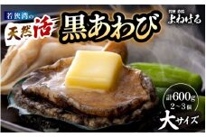 日本海若狭湾の 天然 活黒アワビ 計600g (2～3個) 大サイズ 鮮度抜群  刺身 お造り バター焼き BBQ 入手困難 あわび アワビ 鮑 クロアワビ 黒あわび [m17-g003]