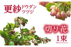 【先行予約】更紗ドウダンツツジ　切り花【2026年4月25日から5月15日まで発送】【ツツジ つつじ お花 花 はな フラワー 花 切り花 植物 家庭菜園 花壇  園芸 鉢物 】[m47-a003]