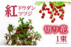 【先行予約】紅ドウダンツツジ　切り花【2026年4月20日から5月10日まで発送】【ツツジ つつじ お花 花 はな フラワー 花 切り花 植物 家庭菜園 花壇  園芸 鉢物】 [m47-a002]