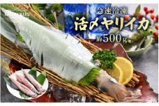 イカ お刺身で食べる 天然 ヤリイカ 約500g 入手困難 活きたイカをご提供している漁師が活〆！急速冷凍 鮮度格別！若狭湾 福井 地物 海鮮 個別包装 真空パック 刺身 イカ丼 いか丼 焼きイカ 焼きいか 姿焼き 煮付け フライ 炒め物 [m36-a022]