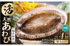 【期間限定】天然！活アワビ 特大 オガイ・メガイ 各2個 計4個 セット 入手困難 鮮度抜群  刺身 お造り バター焼き あわび 鮑 [m21-o002]