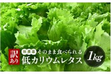 【訳あり】低カリウムレタス 1kg (500g×2袋) 不揃い クリーンルーム栽培 鮮度長持ち 【野菜 生野菜 レタス サラダ 水耕栽培 洗わず食べられる 時短 付け合わせ 規格外】[m40-a012]