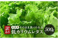 【訳あり】低カリウムレタス 500g 不揃い クリーンルーム栽培 鮮度長持ち 【野菜 生野菜 レタス サラダ 水耕栽培 洗わず食べられる 時短 付け合わせ 規格外】[m40-a013]