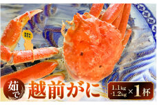 天然 越前がに 1杯 1.1kg～1.2kg ボイル済み【冷蔵 ボイル 茹で 越前ガニ 越前蟹 かに ずわい ズワイ 福井 日本海】【2024年3月10日まで発送】[m38-m001]