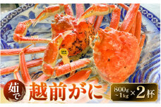 天然 越前がに 2杯 各800g～1kg ボイル済み【冷蔵 ボイル 茹で 越前ガニ 越前蟹 かに ずわい ズワイ 福井 日本海】【2024年3月10日まで発送】[m38-o001]