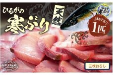 【先行予約】天然 寒ぶり 1本 (約8～9kg) 若狭湾 ひるがの寒ぶり (三枚おろし)【2025年12月中旬以降順次発送予定】【ブランド お歳暮 贈答 ギフト プレゼント 寒ブリ ぶり ブリ 鰤 鮮魚 新鮮 生食 刺身 海鮮丼 ブリしゃぶ 日向 産地直送 冬の味覚 海鮮 冷蔵】 [m36-h003_03]