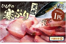 【先行予約】天然 寒ぶり 1本 (約8～9kg) 若狭湾 ひるがの寒ぶり (内臓処理なし)【2025年12月中旬以降順次発送予定】【ブランド お歳暮 贈答 ギフト プレゼント 寒ブリ ぶり ブリ 鰤 鮮魚 新鮮 生食 刺身 海鮮丼 ブリしゃぶ 日向 産地直送 冬の味覚 海鮮 冷蔵】 [m36-h003_01]