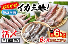 おまかせ定期便 《6ヶ月連続お届け》 計約6kg イカ 三昧！ その時期の一番良いイカをお届けします 急速冷凍 活〆 刺身 ヤリイカ ケンサキイカ アオリイカ 【入手困難 いか 烏賊 若狭湾 地物 海産物 新鮮 魚介 海鮮 イカ丼 いか丼 焼きイカ 焼きいか 真空パック】 [m36-l002]