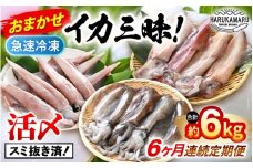 おまかせ定期便 《6ヶ月連続お届け》 計約6kg イカ 三昧！ その時期の一番良いイカをお届けします 急速冷凍 活〆 刺身 ヤリイカ ケンサキイカ アオリイカ 【入手困難 いか 烏賊 若狭湾 地物 海産物 新鮮 魚介 海鮮 イカ丼 いか丼 焼きイカ 焼きいか 真空パック】 [m36-l002]