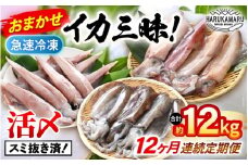 おまかせ定期便 《12ヶ月連続お届け》 計約12kg イカ 三昧！ その時期の一番良いイカをお届けします 急速冷凍 活〆 刺身 ヤリイカ ケンサキイカ アオリイカ 【入手困難 いか 烏賊 若狭湾 地物 海産物 新鮮 魚介 海鮮 イカ丼 いか丼 焼きイカ 焼きいか 真空パック】 [m36-o001]
