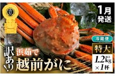【先行予約】【冷蔵】越前がに 訳あり 足折れ 特大 1杯 1.2kg以上（茹で前）【2026年1月上旬以降順次発送予定】 [m21-x007_01]