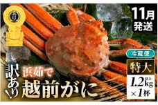 【先行予約】【冷蔵】越前がに 訳あり 足折れ 特大 1杯 1.2kg以上（茹で前）【2025年11月上旬以降順次発送予定】 [m21-x007_11]
