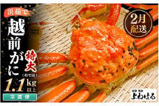 【先行予約】≪浜茹で≫ 天然 越前がに 特大 (茹で前1.1～1.3kg) × 1杯 【2026年2月上旬以降順次発送予定】冷蔵ですので、届いてすぐお召し上がりいただけます！ タグ付 福井を代表する冬の味覚！【越前ガニ 越前蟹 かに ずわい ズワイ 福井】[m17-x003_02]