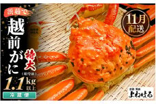 【先行予約】≪浜茹で≫ 天然 越前がに 特大 (茹で前1.1～1.3kg) × 1杯 【2025年11月中旬以降順次発送予定】冷蔵ですので、届いてすぐお召し上がりいただけます！ タグ付 福井を代表する冬の味覚！【越前ガニ 越前蟹 かに ずわい ズワイ 福井】[m17-x003_11]