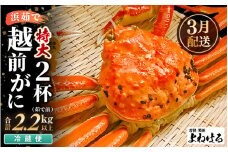 【先行予約】≪浜茹で≫ 天然 越前がに 特大 (茹で前1.1～1.3kg) × 2杯【2026年3月上旬以降順次発送予定】冷蔵便 届いてすぐお召し上がりいただけます！ タグ付 福井を代表する冬の味覚 【越前ガニ  越前蟹 かに ずわい ズワイ 福井】 [m17-x004_03]