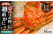【先行予約】≪浜茹で≫ 天然 越前がに 特大 (茹で前1.1～1.3kg) × 2杯 【2026年1月上旬以降順次発送予定】冷蔵ですので、届いてすぐお召し上がりいただけます！ タグ付 福井を代表する冬の味覚！【越前ガニ 越前蟹 かに ずわい ズワイ 福井】[m17-x004_01]
