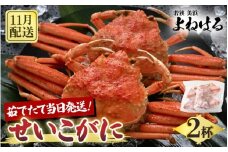 【先行予約】天然 せいこがに × 2杯 希少な220g以上のサイズを厳選！ 茹でたその日に発送！【2025年11月中旬以降順次発送予定】 [m17-x005_11]