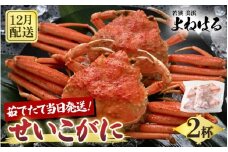 【先行予約】天然 せいこがに × 2杯 希少な220g以上のサイズを厳選！ 茹でたその日に発送！【2025年12月上旬以降順次発送予定】 [m17-x005_12]