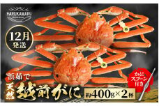 【先行予約】≪浜茹で≫ 地物！天然！はるか丸厳選！越前がに 約400g × 2杯 【2025年12月上旬以降順次発送予定】獲れたて！茹でたてをお届けします！[m36-x001_12]