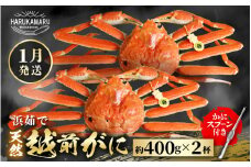 【先行予約】≪浜茹で≫ 地物！天然！はるか丸厳選！越前がに 約400g × 2杯 【2026年1月上旬以降順次発送予定】獲れたて！茹でたてをお届けします！[m36-x001_01]