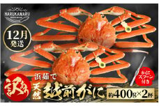 【先行予約】≪浜茹で≫ 地物！天然！はるか丸厳選！”訳あり”越前がに 約400g × 2杯【2025年12月上旬以降順次発送予定】獲れたて！茹でたてをお届けします！[m36-x002_12]
