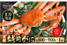 【先行予約】≪浜茹で≫ 地物！天然！越前がに 生の状態で約800g～900g × 1杯【2026年1月上旬以降順次発送予定】 かにスプーン付き はるか丸厳選！獲れたて！茹でたてをお届けします！【冷蔵 本場の味 ボイル 越前ガニ 蟹 茹で ずわいがに ズワイガニ 福井 日本海】[m36-x003_01]