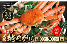 【先行予約】≪浜茹で≫ 地物！天然！越前がに 生の状態で約800g～900g × 1杯【2026年3月上旬以降順次発送予定】 かにスプーン付き はるか丸厳選！獲れたて！茹でたてをお届けします！ 【冷蔵 本場の味 ボイル 越前ガニ 蟹 茹で ずわいがに ズワイガニ 福井 日本海】[m36-x003_03]