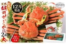 【先行予約】≪浜茹で≫ 天然！越前 せいこがに 大サイズ× 2杯 (生の状態で1杯200g以上) 【2025年12月上旬以降順次発送予定】かにスプーン付き！ はるか丸厳選！獲れたて！茹でたて！新鮮！【冷蔵 本場の味 ボイル 蟹 茹で ずわいがに ズワイガニ 雌 メス 福井 日本海】[m36-x008_12]