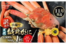 【先行予約】【訳あり】≪浜茹で≫ 天然 越前がに 約800g～900g × 1杯【2025年11月中旬以降順次発送予定】 かにスプーン付き  はるか丸厳選！【足折れ】【冷蔵 本場の味 ボイル 越前ガニ 蟹 茹で ずわいがに ズワイガニ 福井 日本海】[m36-x004_11]