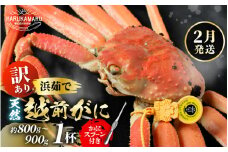 【先行予約】【訳あり】≪浜茹で≫ 天然 越前がに 約800g～900g × 1杯【2026年2月上旬以降順次発送予定】かにスプーン付き  はるか丸厳選！【足折れ】【冷蔵 本場の味 ボイル 越前ガニ 蟹 茹で ずわいがに ズワイガニ 福井 日本海】[m36-x004_02]