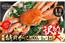 【先行予約】【訳あり】≪浜茹で≫ 天然 越前がに 大サイズ × 1杯【2026年1月上旬以降順次発送予定】かにスプーン付き  はるか丸厳選！【足折れ】【冷蔵 本場の味 ボイル 越前ガニ 蟹 茹で ずわいがに ズワイガニ 福井 日本海】[m36-x006_01]