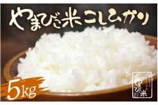 【先行予約】【令和7年産・新米】コシヒカリ 5kg 新庄やまびこ米（白米）【2025年10月以降順次発送予定】特A 白米 こめ コメ お米 おこめ こしひかり 5キロ 10キロ おすすめ お米ならこれ 産地直送  [m23-a015]