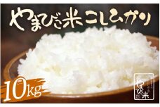 【先行予約】【令和7年産・新米】 コシヒカリ 10kg 新庄やまびこ米（白米）【2025年10月以降順次発送予定】特A 白米 こめ コメ お米 おこめ こしひかり 5キロ 10キロ おすすめ お米ならこれ 産地直送 [m23-b008]