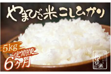 【先行予約】【令和7年産・新米】定期便 ≪6ヶ月連続お届け≫ 米 コシヒカリ 新庄やまびこ米（白米）5kg × 6回 計30kg【2025年10月以降順次発送予定】特A 白米 こめ コメ お米 おこめ こしひかり 5キロ 10キロ 定期便 おすすめ お米ならこれ 産地直送 [m23-h001]