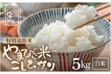 【先行予約】【令和7年産・新米】米 コシヒカリ（特別栽培米）5kg 新庄やまびこ米（白米）【2025年10月以降順次発送予定】 [m23-a017]