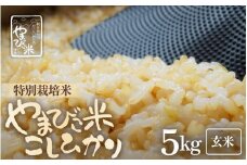 【先行予約】【令和7年産・新米】米 コシヒカリ（特別栽培米）5kg 新庄やまびこ米（玄米）【2025年10月以降順次発送予定】 [m23-a016]