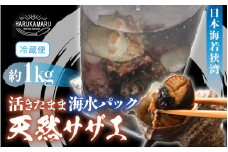 日本海若狭湾 【活きたまま天然サザエ約1kg】 海水パックにてお届け！【活サザエ 貝 魚介 魚介類 海鮮 海産物 さざえ 栄螺 肝 刺身 壺焼き つぼ焼き バーベキュー BBQ 国産】 [m36-a015]
