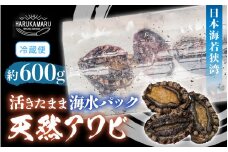 日本海若狭湾【活きたまま天然アワビ約600g】海水パックにてお届け！ [m36-d001]