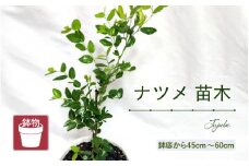 【先行予約】ナツメ苗木（鉢物）45cm～60cm【2026年5月上旬以降順次発送予定】【ナツメ 棗 なつめ お花 花 はな フラワー 花 苗 植物 家庭菜園 花壇 プランター ガーデニング観葉植物 園芸 鉢物 】 [m47-a015]