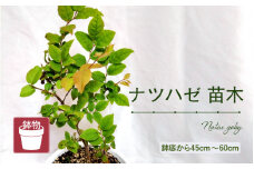 ナツハゼ苗木（鉢物）【ナツハゼ なつはぜ お花 花 はな フラワー 花 苗 植物 家庭菜園 花壇 プランター ガーデニング観葉植物 園芸 鉢物 】 [m47-a008]