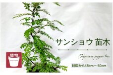 【先行予約】サンショウ苗木（鉢物）45cm～60cm【2026年4月中旬以降順次発送予定】【山椒 さんしょう サンショウ お花 花 はな フラワー 花 苗 植物 父の日 母の日 家庭菜園 花壇 プランター ガーデニング 観葉植物 園芸 鉢物 】 [m47-a006]