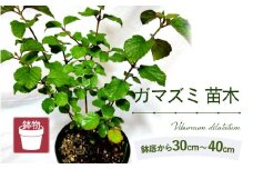 ガマズミ苗木（鉢物）30㎝～40cm 数量限定 今季2セット限り【ガマズミ がまずみ お花 花 はな フラワー 苗 植物 父の日 母の日 家庭菜園 花壇 プランター ガーデニング観葉植物 園芸 鉢物 】 [m47-a012]