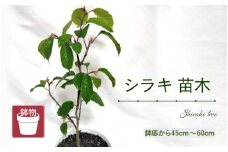 【先行予約】シラキ苗木（鉢物）45cm～60cm【2026年5月上旬以降順次発送予定】【しらき シラキ お花 花 はな フラワー 花 苗 植物 家庭菜園 花壇 プランター ガーデニング観葉植物 園芸 鉢物 】 [m47-a007]