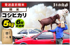 【先行予約】【令和7年産・新米】定期便≪6ヶ月連続お届け≫米 コシヒカリ 5kg × 6回定期便【精米】【2025年9月中旬以降順次発送予定】 [m25-g001_01]