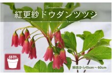 【先行予約】紅更紗ドウダンツツジ（鉢物）45cm～60cm【2026年4月中旬以降順次発送予定】【つつじ ツツジ お花 花 はな フラワー 花 苗 植物 家庭菜園 花壇 プランター ガーデニング 観葉植物 園芸 鉢物 】 [m47-a010]