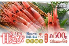 旬子持ち甘えび 小分け 約500g【12尾前後 × 3袋】中サイズ 鮮度格別 獲れたてを液体凍結 えび エビ 海老 甘エビ 甘えび 甘海老 人気 海鮮 お刺身 魚介 海鮮丼 生食 お造り 無添加 冷凍 急速冷凍 福井県産 [m36-a014]