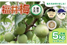 【福井特産】 福井梅（新平太夫）青梅 5kg（L～2L サイズ）梅 福井梅 生梅 青梅 完熟梅 梅干し 梅酒 梅干 梅シロップ 梅ジャム 梅ジュース 果物 梅肉 ウメ うめ [m74-a005]