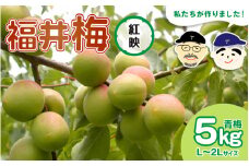 【福井特産】 福井梅（紅映）青梅 5kg（L～2L サイズ）梅 福井梅 生梅 青梅 完熟梅 梅干し 梅酒 梅干 梅シロップ 梅ジャム 梅ジュース 果物 梅肉 ウメ うめ [m74-a006]