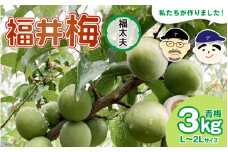 【先行予約】【福井特産】福井梅（福太夫）青梅 3kg（L～2L サイズ）【2025年6月以降順次発送】梅 福井梅 生梅 青梅 完熟梅 梅干し 梅酒 梅干 梅シロップ 梅ジャム 梅ジュース 果物 梅肉 ウメ うめ [m74-a001]